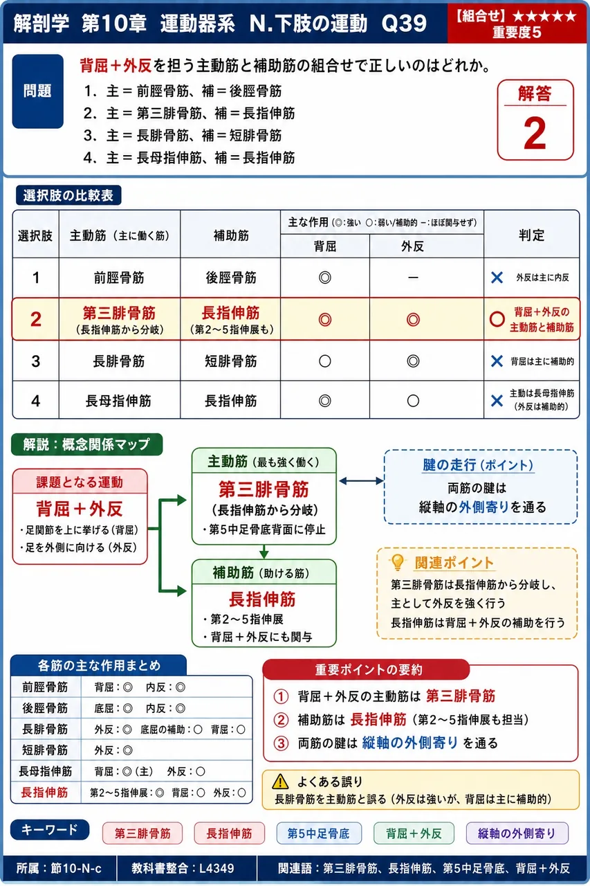 背屈+外反を担う主動筋と補助筋の組合せで正しいのはどれか。 解説図