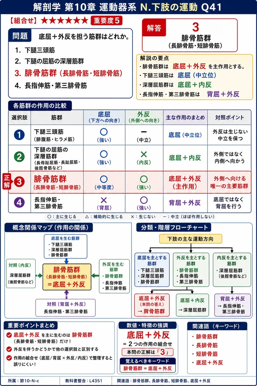 底屈+外反を担う筋群はどれか。 解説図