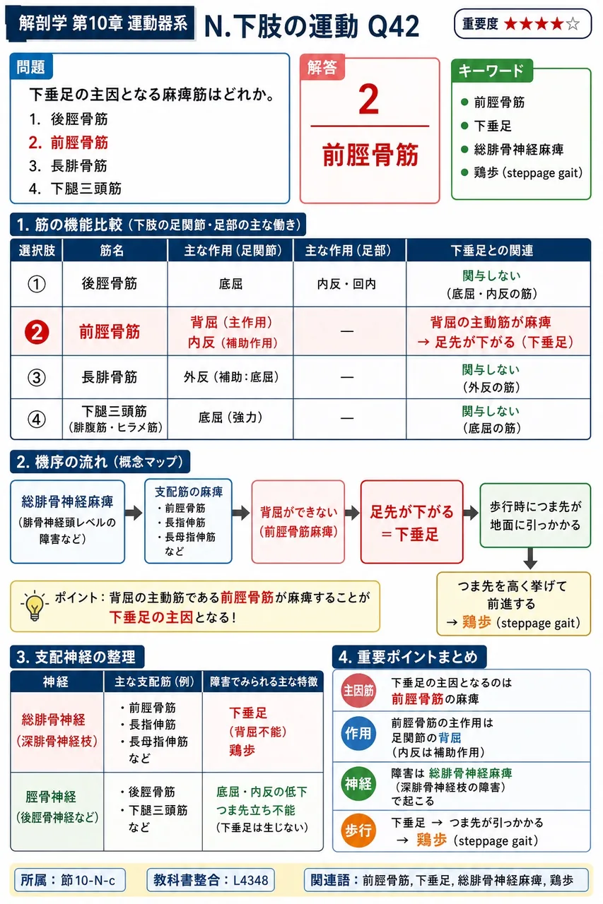 下垂足の主因となる麻痺筋はどれか。 解説図