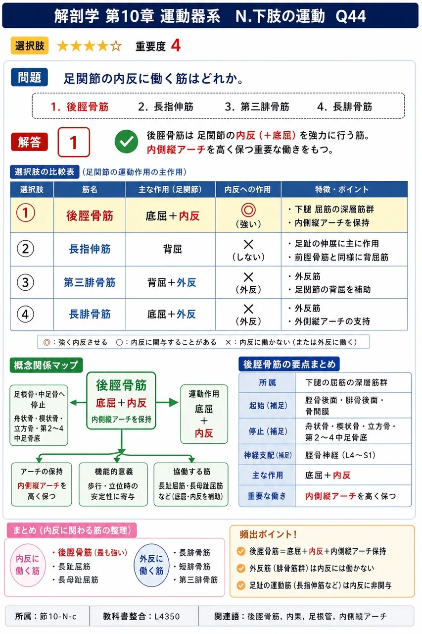 足関節の内反に働く筋はどれか。 解説図