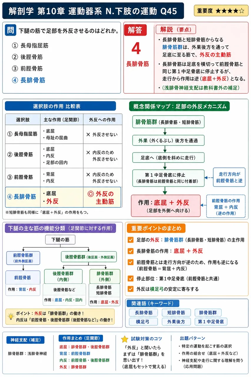 下腿の筋で足部を外反させるのはどれか。 解説図