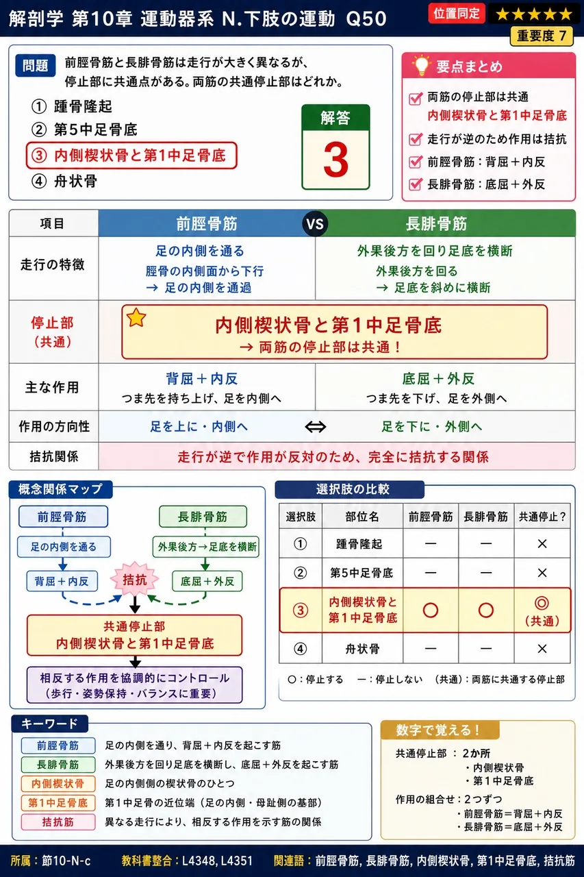 前脛骨筋と長腓骨筋は走行が大きく異なるが、停止部に共通点がある。両筋の共通停止部はどれか。 解説図