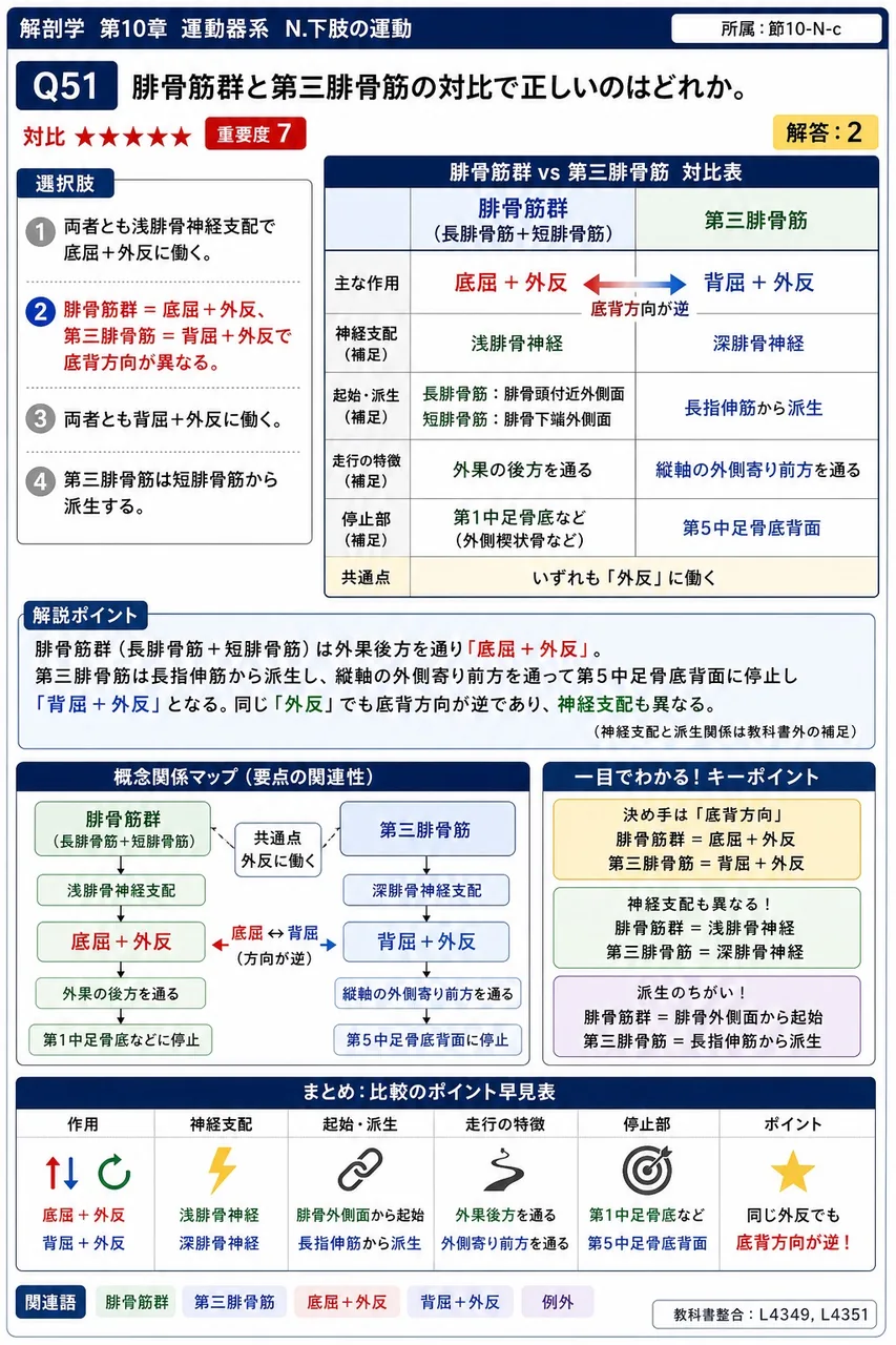 腓骨筋群と第三腓骨筋の対比で正しいのはどれか。 解説図