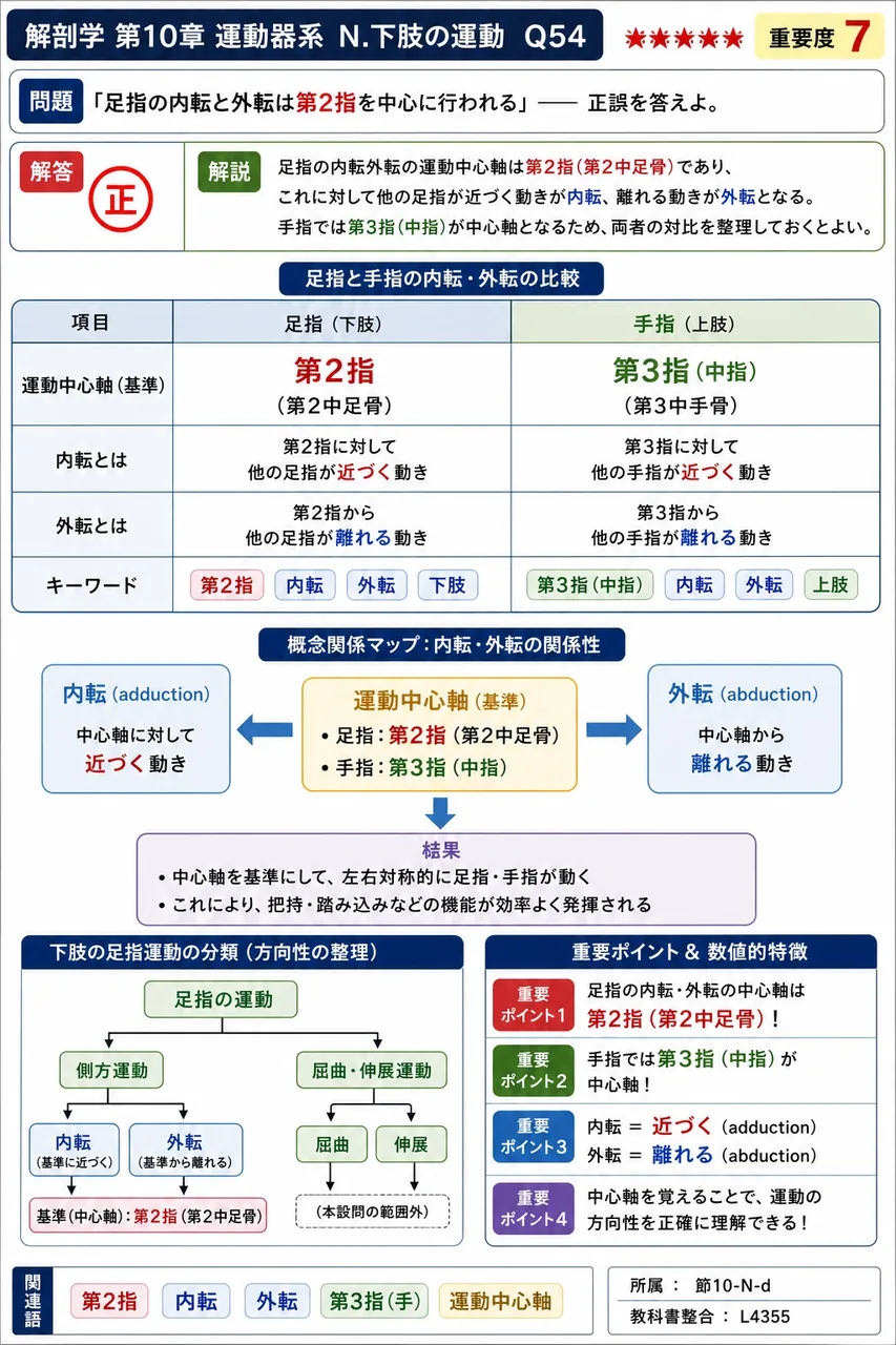 「足指の内転と外転は第2指を中心に行われる」── 正誤を答えよ。 解説図