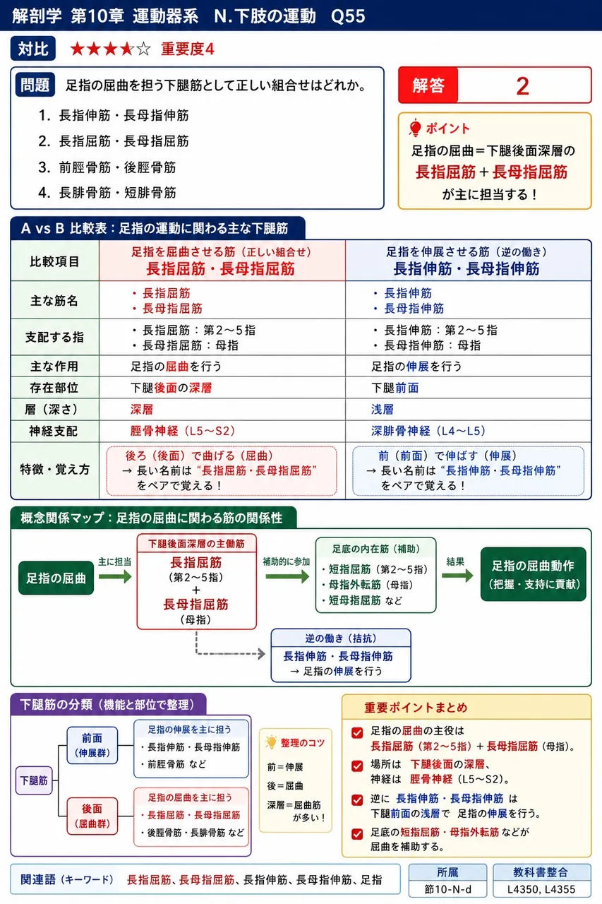 足指の屈曲を担う下腿筋として正しい組合せはどれか。 解説図