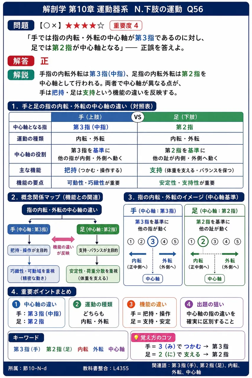 「手では指の内転・外転の中心軸が第3指であるのに対し、足では第2指が中心軸となる」── 正誤を答えよ。 解説図