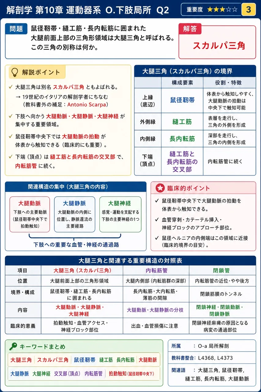 鼠径靭帯・縫工筋・長内転筋に囲まれた大腿前面上部の三角形領域は大腿三角と呼ばれる。この三角の別称は何か。 解説図