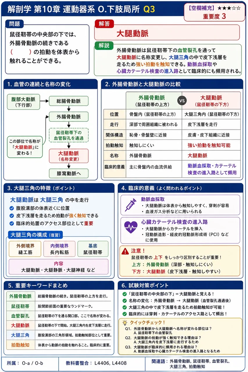 鼠径靭帯の中央部の下では、外腸骨動脈の続きである( )の拍動を体表から触れることができる。 解説図