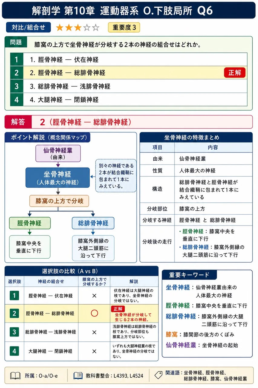 膝窩の上方で坐骨神経が分岐する2本の神経の組合せはどれか。 解説図