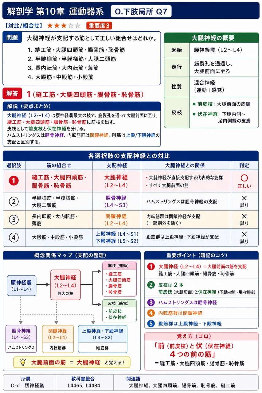 大腿神経が支配する筋として正しい組合せはどれか。 解説図
