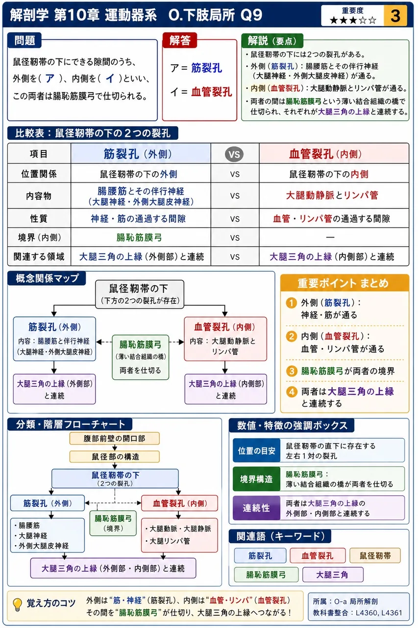 鼠径靭帯の下にできる隙間のうち、外側を( ア )、内側を( イ )といい、この両者は腸恥筋膜弓で仕切られる。 解説図