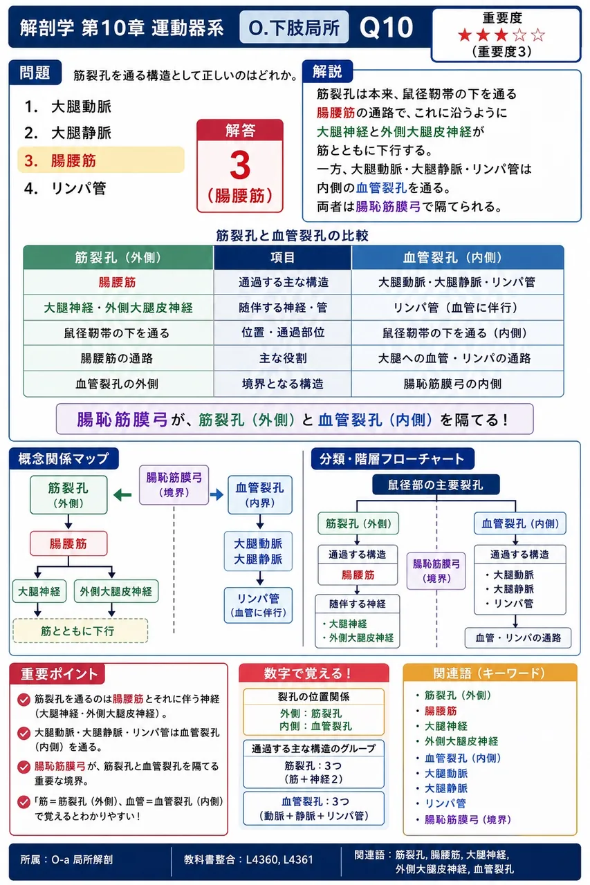 筋裂孔を通る構造として正しいのはどれか。 解説図