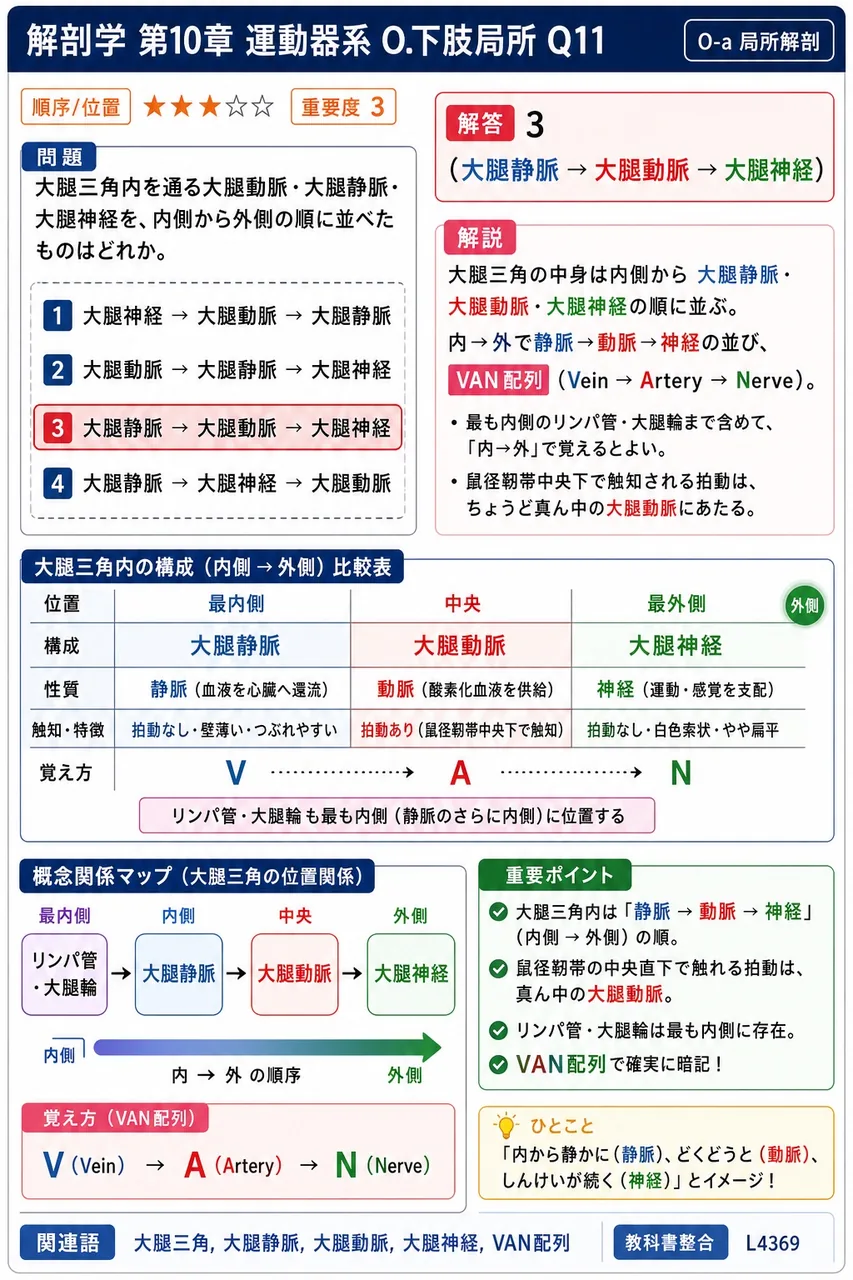大腿三角内を通る大腿動脈・大腿静脈・大腿神経を、内側から外側の順に並べたものはどれか。 解説図