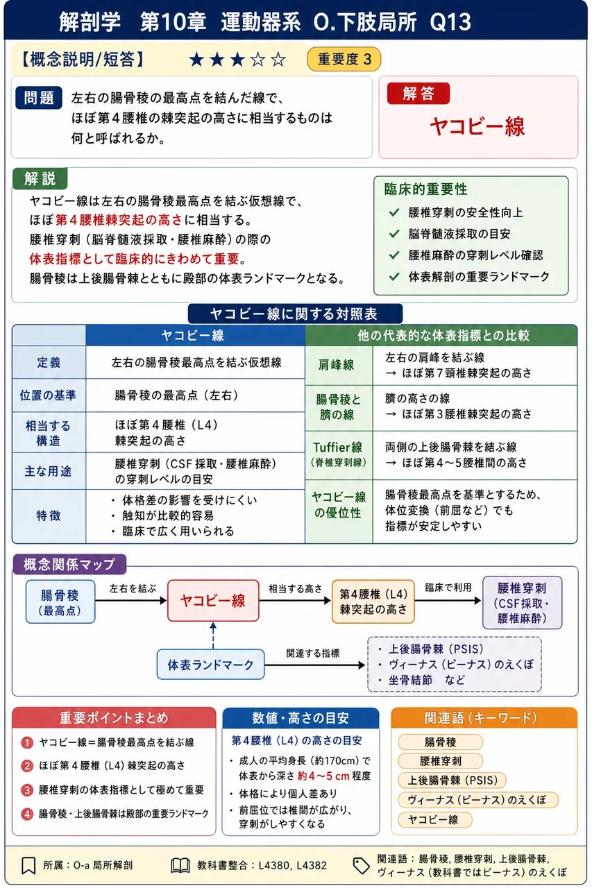 左右の腸骨稜の最高点を結んだ線で、ほぼ第4腰椎の棘突起の高さに相当するものは何と呼ばれるか。 解説図