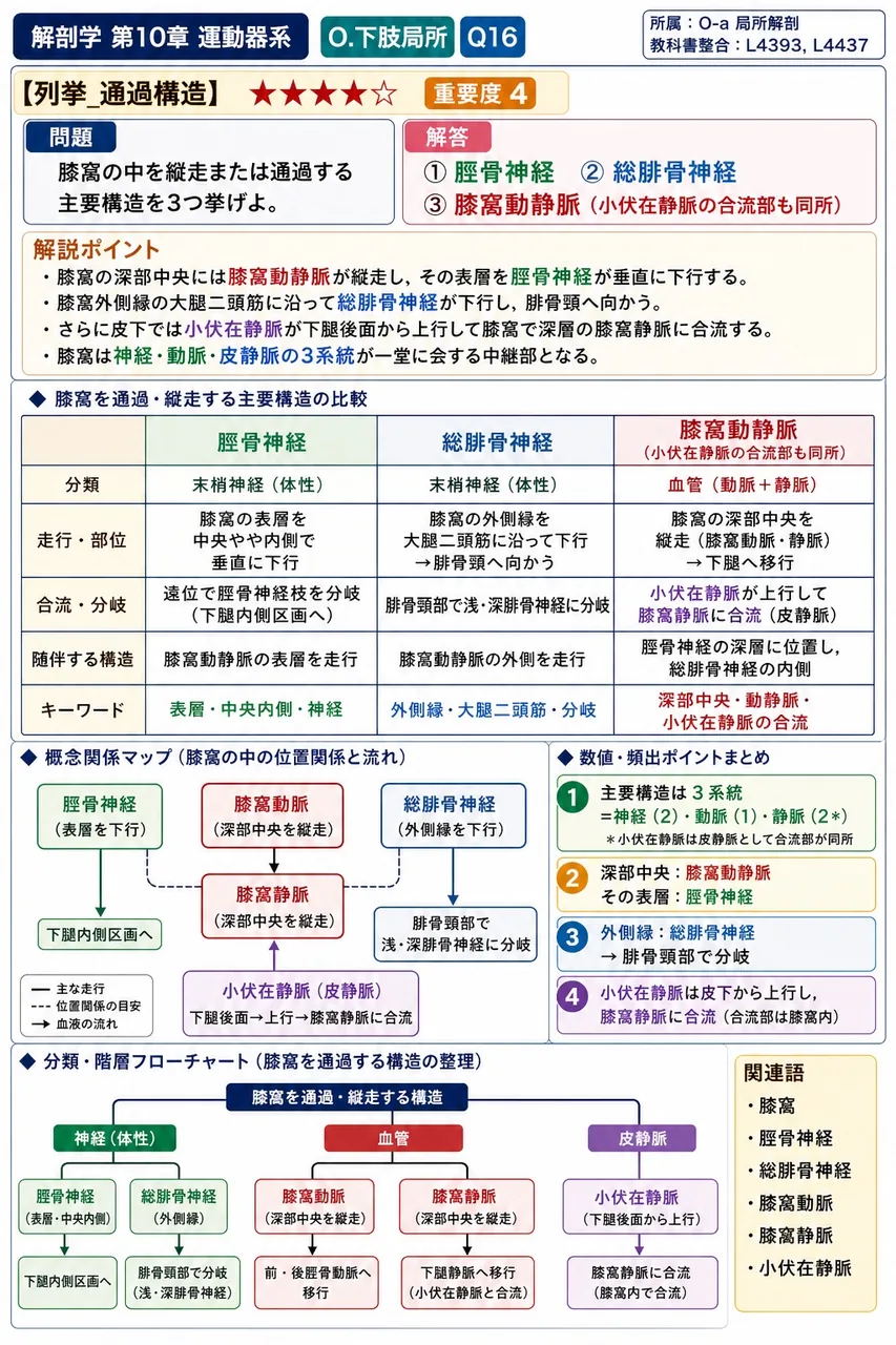 膝窩の中を縦走または通過する主要構造を3つ挙げよ。 解説図