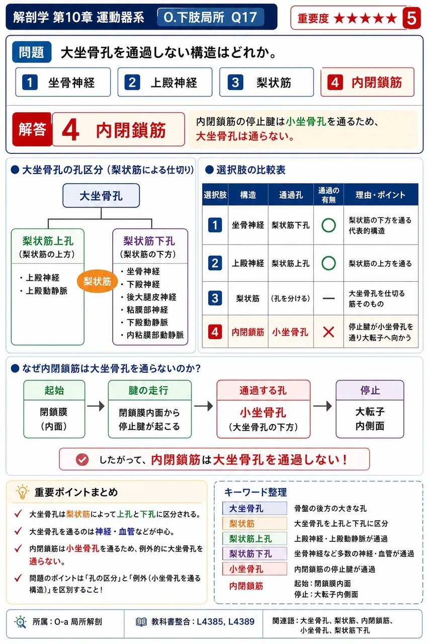 大坐骨孔を通過しない構造はどれか。 解説図