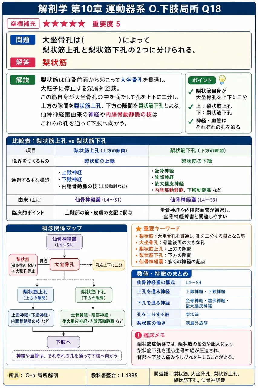 大坐骨孔は( )によって梨状筋上孔と梨状筋下孔の2つに分けられる。 解説図