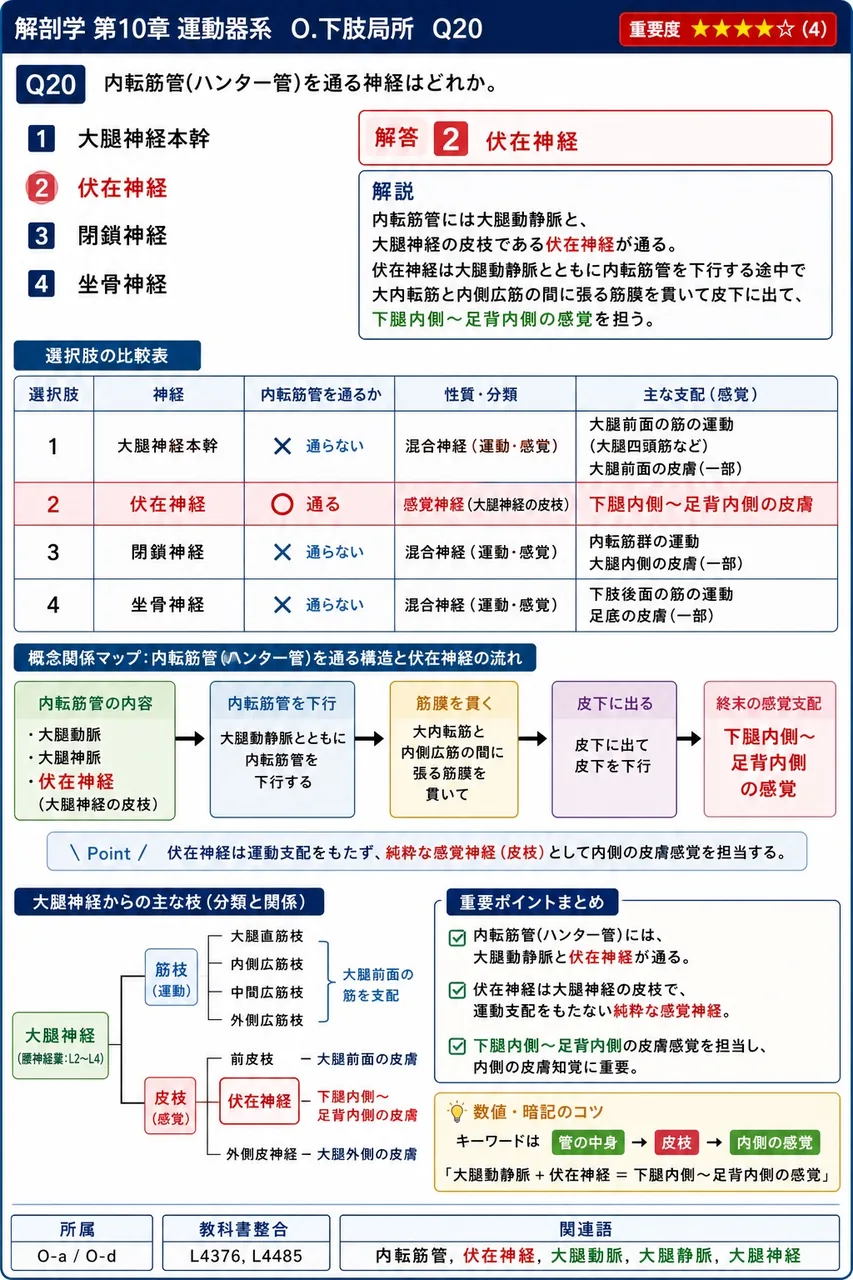 内転筋管(ハンター管)を通る神経はどれか。 解説図