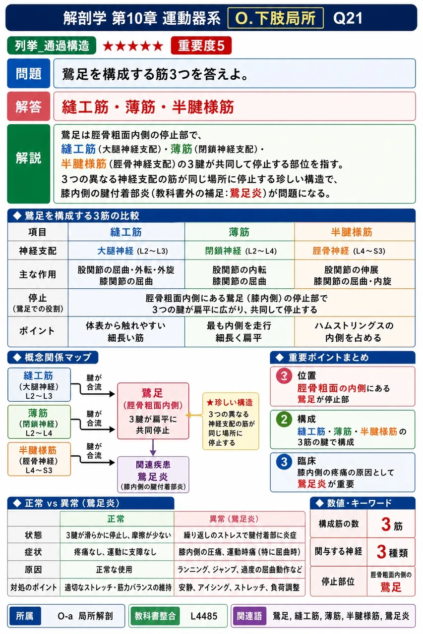 鵞足を構成する筋3つを答えよ。 解説図
