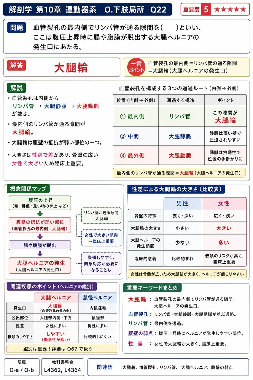 血管裂孔の最内側でリンパ管が通る隙間を( )といい、ここは腹圧上昇時に腸や腹膜が脱出する大腿ヘルニアの発生口にあたる。 解説図
