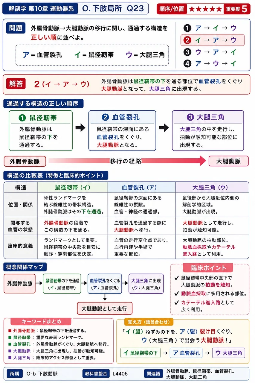 外腸骨動脈→大腿動脈の移行に関し、通過する構造を正しい順に並べよ。 ア=血管裂孔 イ=鼠径靭帯 ウ=大腿三角 解説図