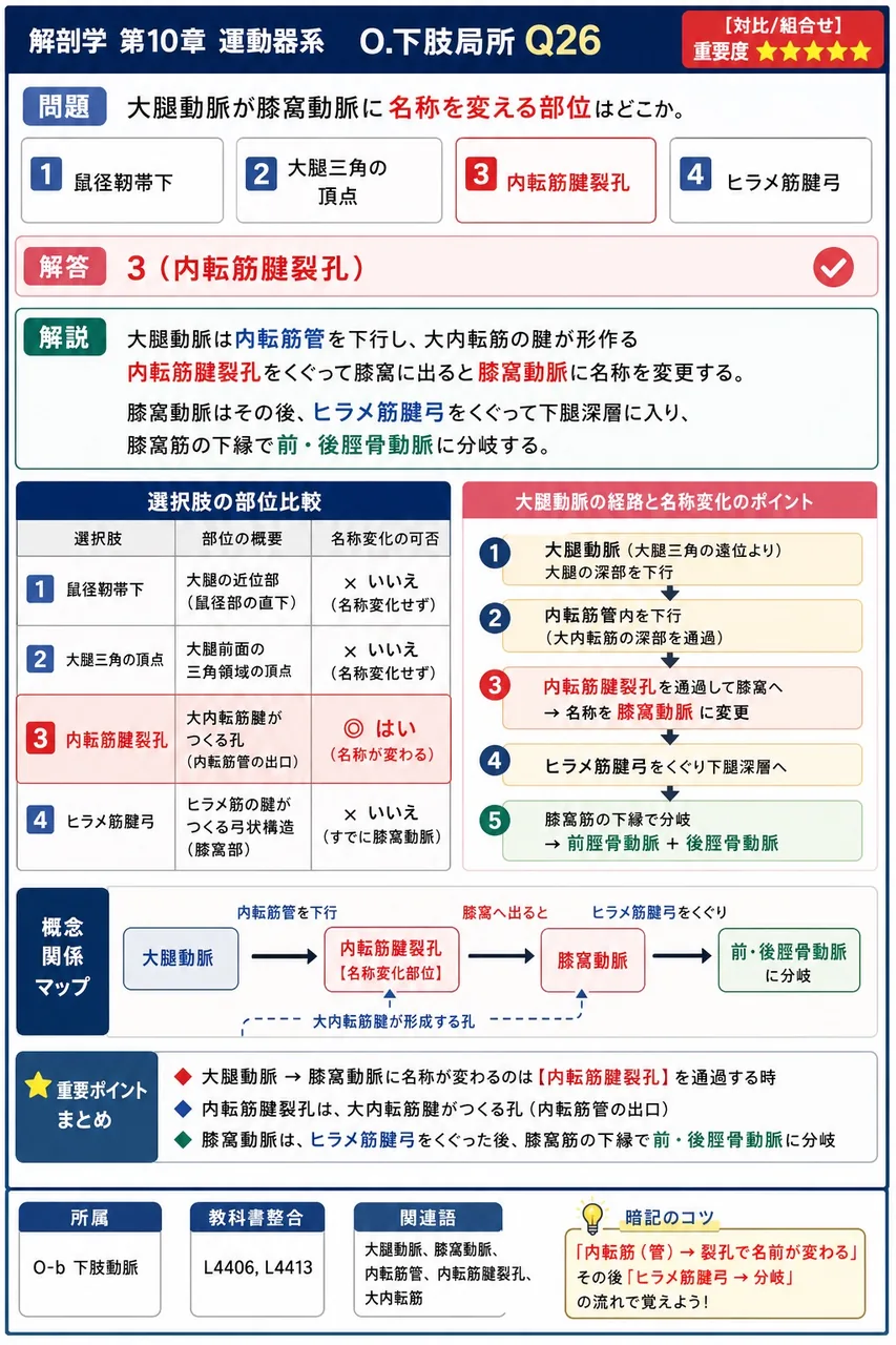 大腿動脈が膝窩動脈に名称を変える部位はどこか。 解説図
