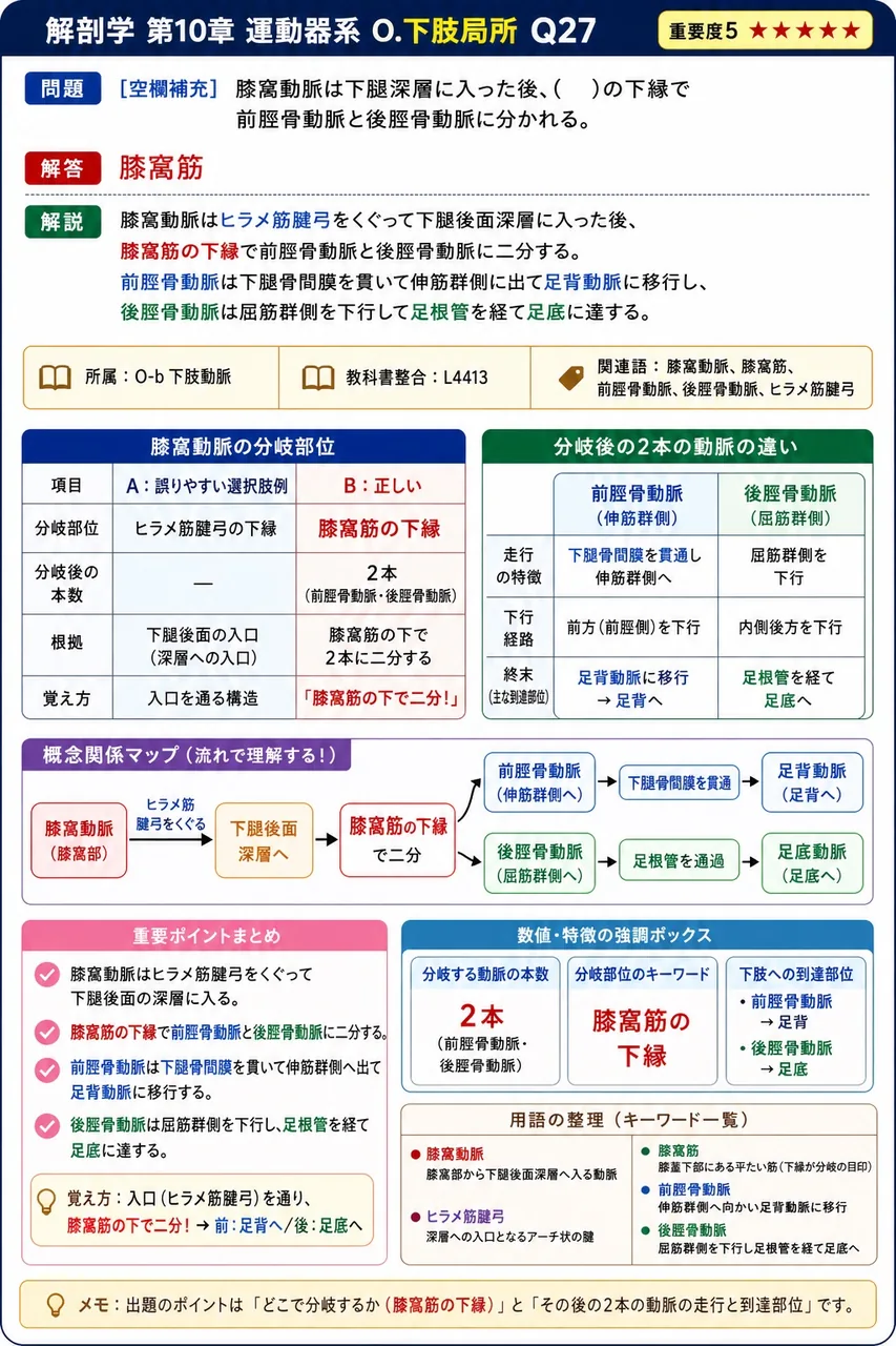 膝窩動脈は下腿深層に入った後、( )の下縁で前脛骨動脈と後脛骨動脈に分かれる。 解説図