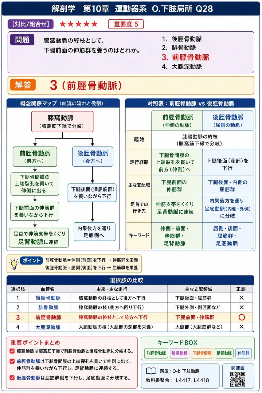 膝窩動脈の終枝として、下腿前面の伸筋群を養うのはどれか。 解説図