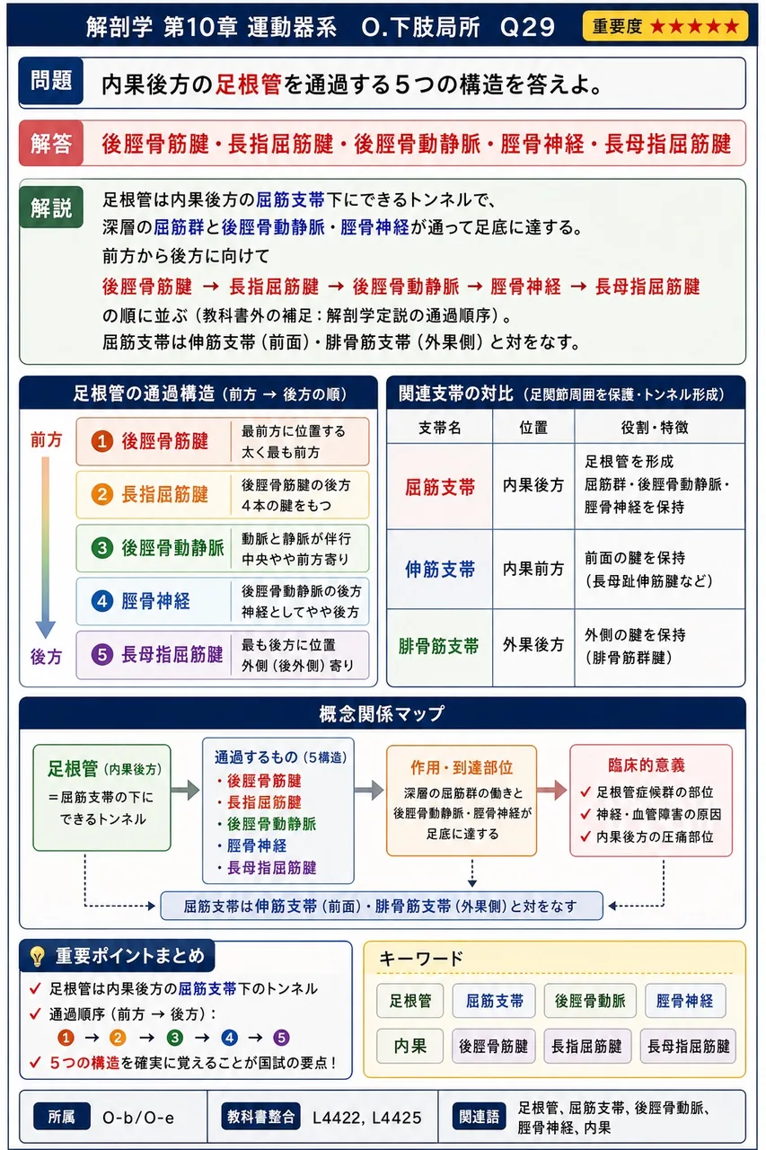 内果後方の足根管を通過する5つの構造を答えよ。 解説図