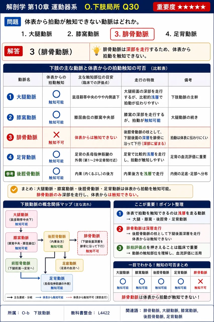 体表から拍動が触知できない動脈はどれか。 解説図