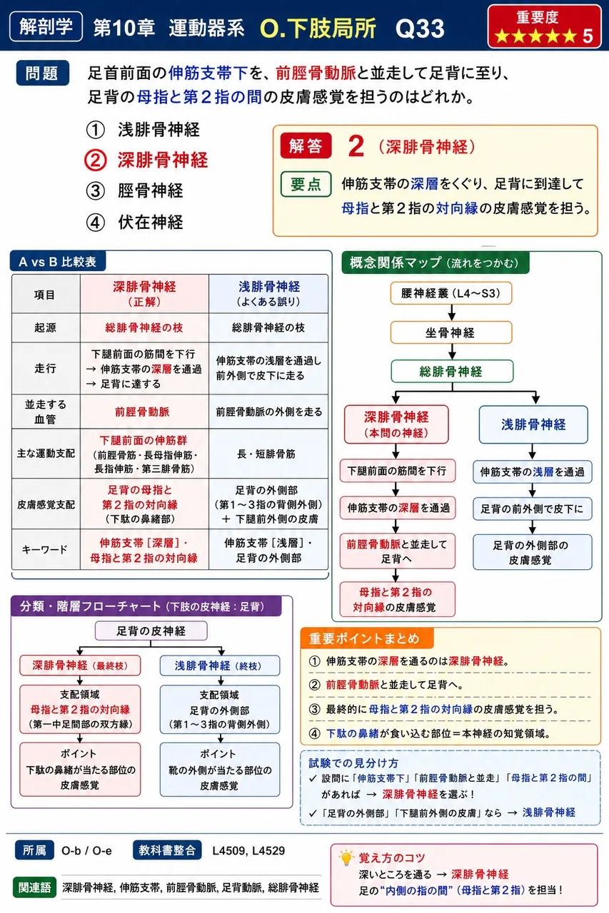 足首前面の伸筋支帯下を、前脛骨動脈と並走して足背に至り、足背の母指と第2指の間の皮膚感覚を担うのはどれか。 解説図