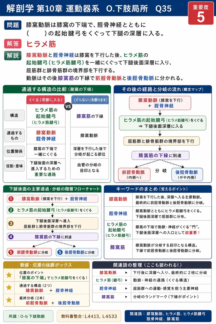 膝窩動脈は膝窩の下端で、脛骨神経とともに( )の起始腱弓をくぐって下腿の深層に入る。 解説図