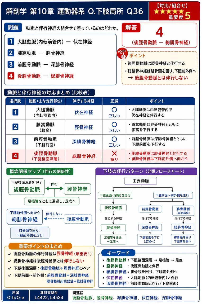 動脈と伴行神経の組合せで誤っているのはどれか。 解説図