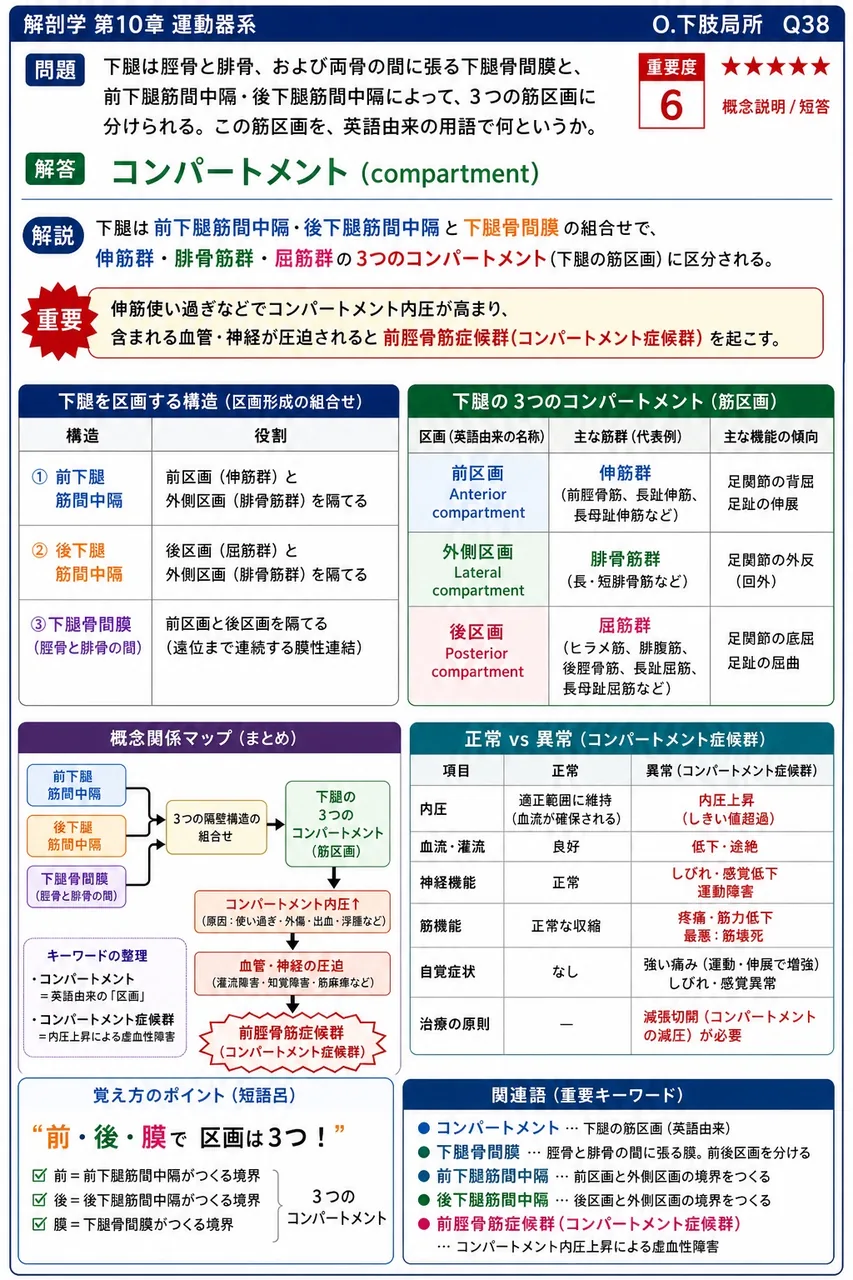下腿は脛骨と腓骨、および両骨の間に張る下腿骨間膜と、前下腿筋間中隔・後下腿筋間中隔によって、3つの筋区画に分けられる。この筋区画を、英語由来の用語で何というか。 解説図