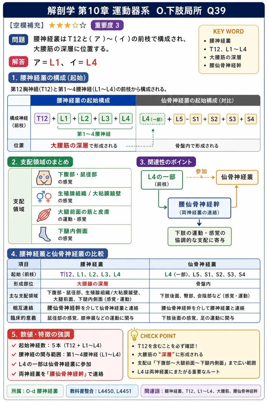 腰神経叢はT12と( ア )〜( イ )の前枝で構成され、大腰筋の深層に位置する。 解説図
