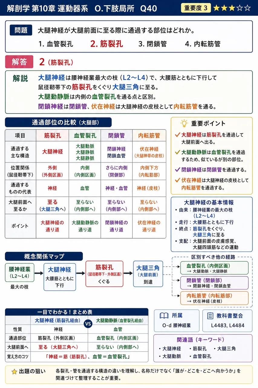 大腿神経が大腿前面に至る際に通過する部位はどれか。 解説図