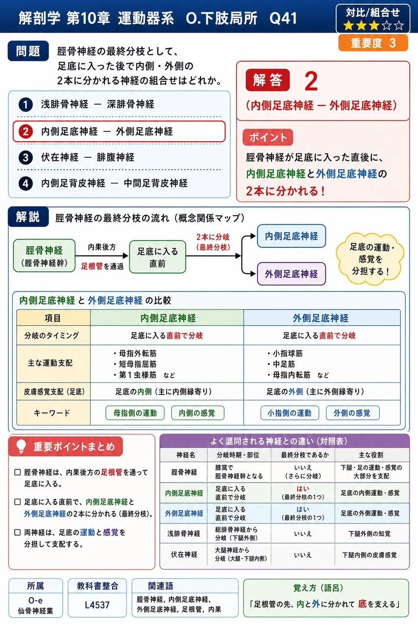 脛骨神経の最終分枝として、足底に入った後で内側・外側の2本に分かれる神経の組合せはどれか。 解説図