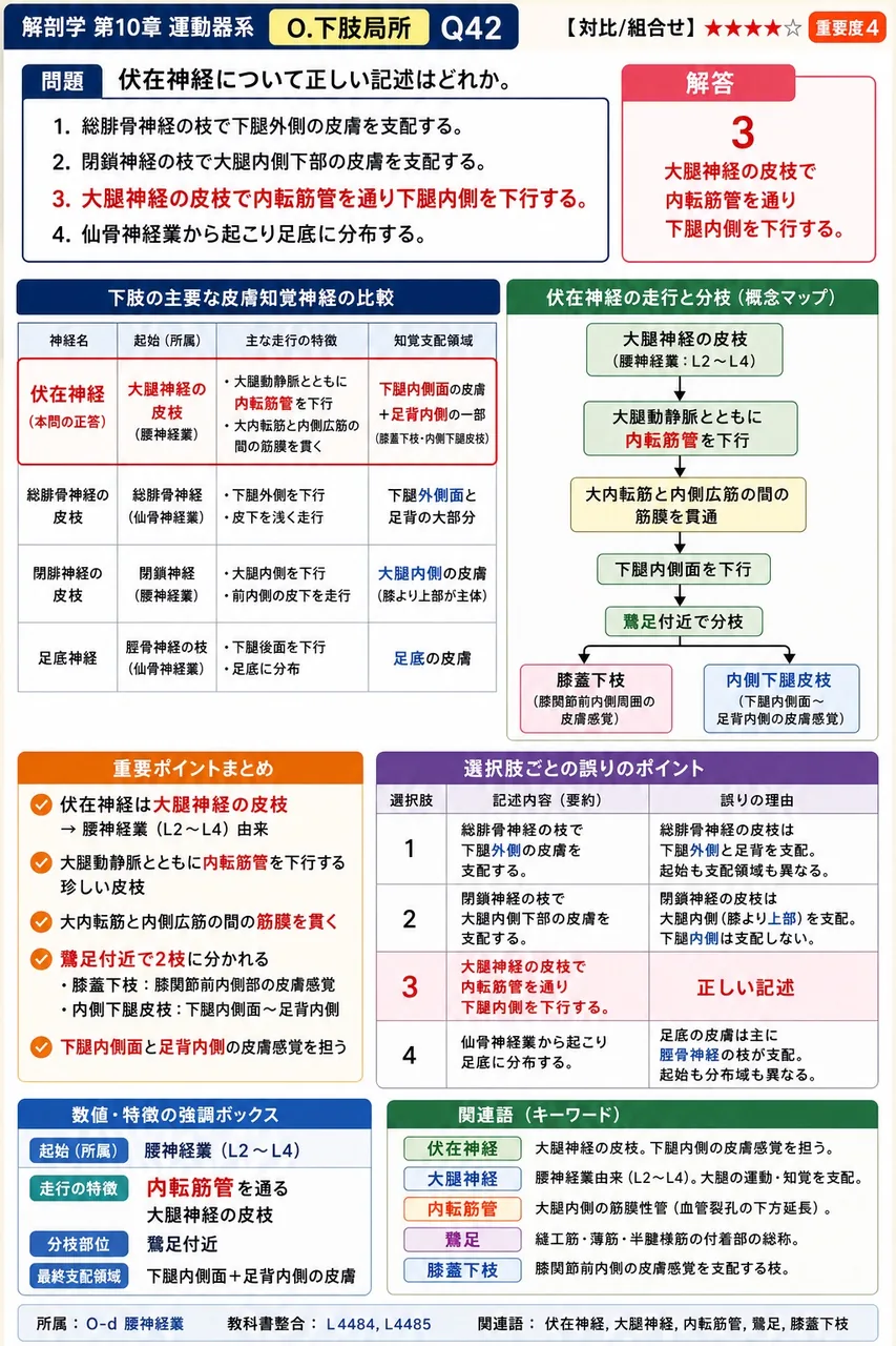 伏在神経について正しい記述はどれか。 解説図