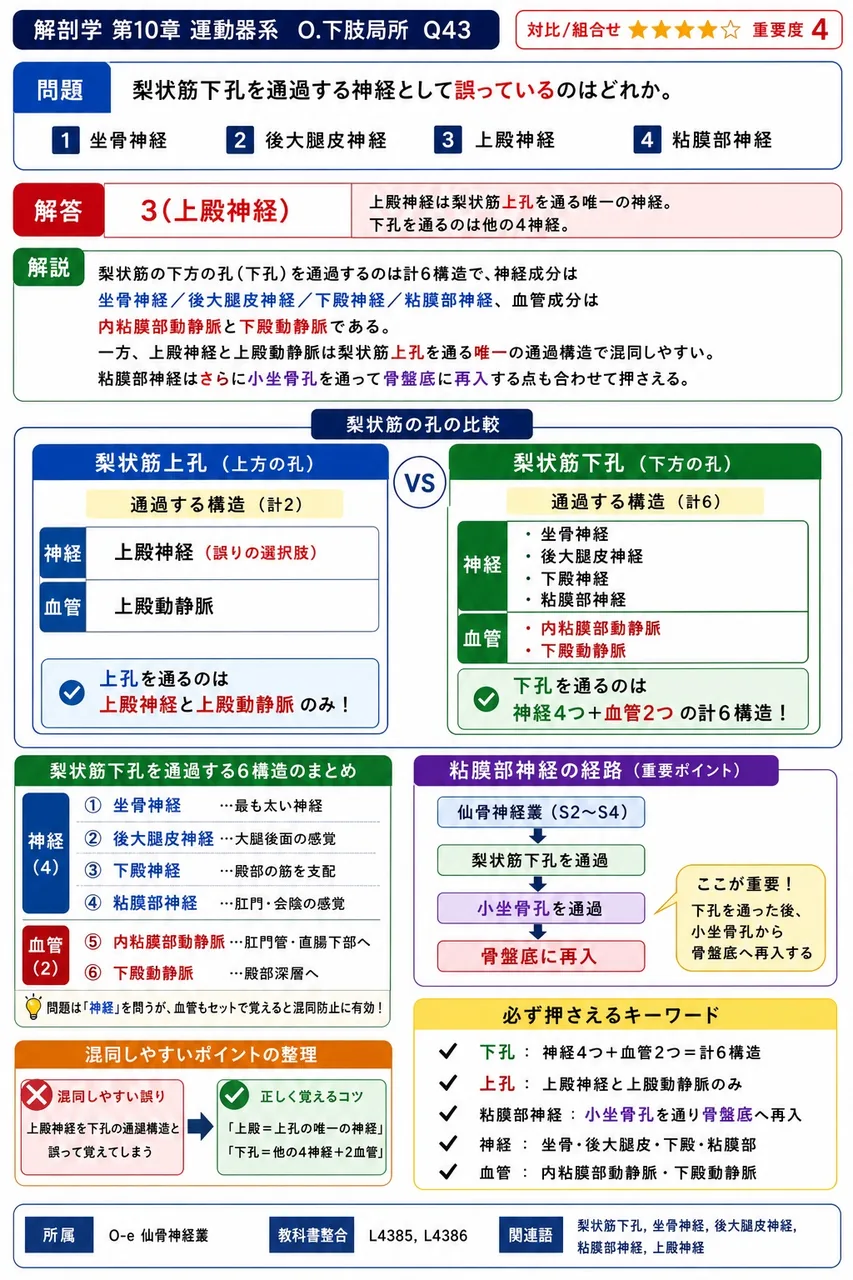 梨状筋下孔を通過する神経として誤っているのはどれか。 解説図