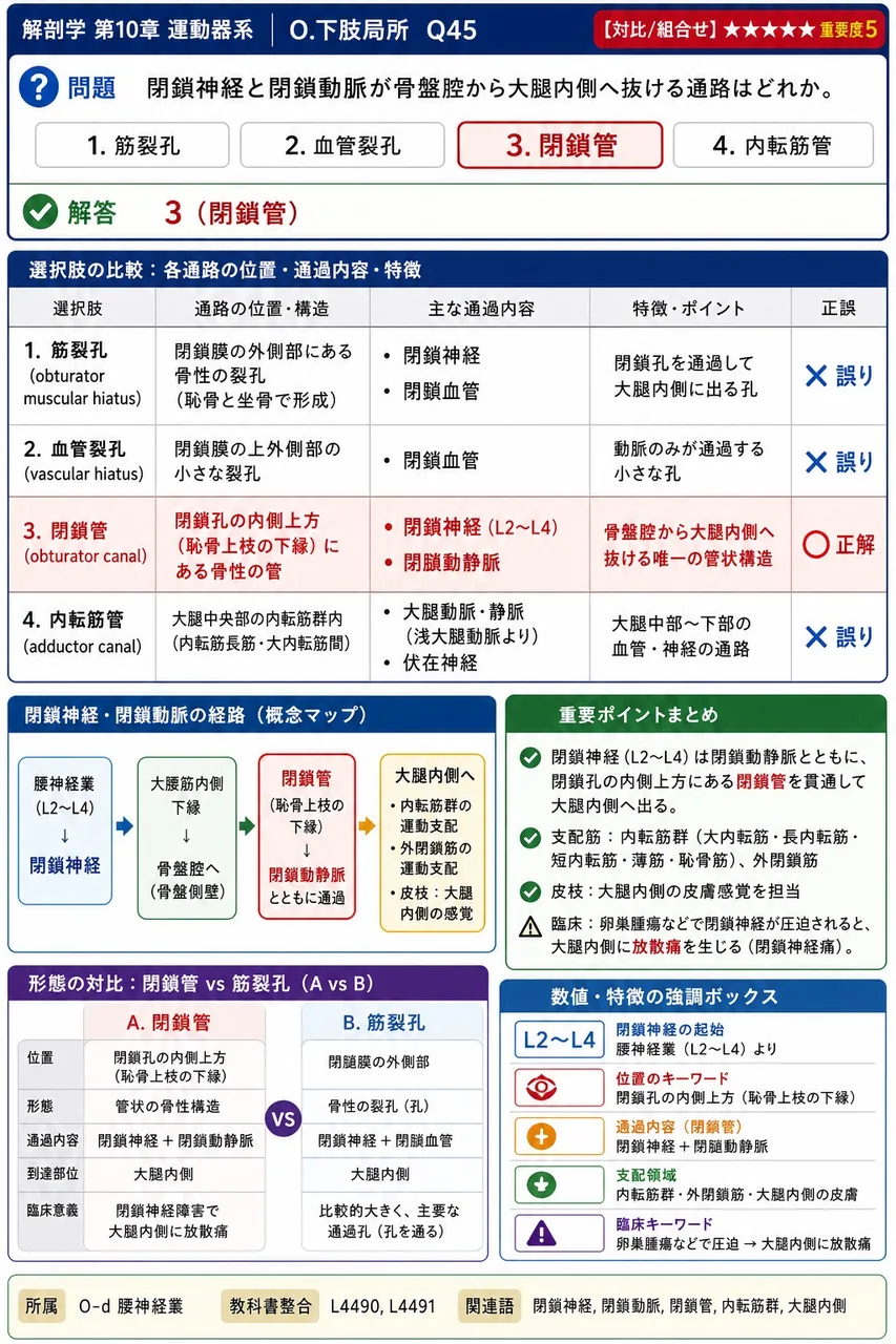 閉鎖神経と閉鎖動脈が骨盤腔から大腿内側へ抜ける通路はどれか。 解説図