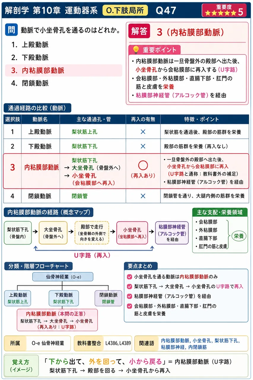 動脈で小坐骨孔を通るのはどれか。 解説図