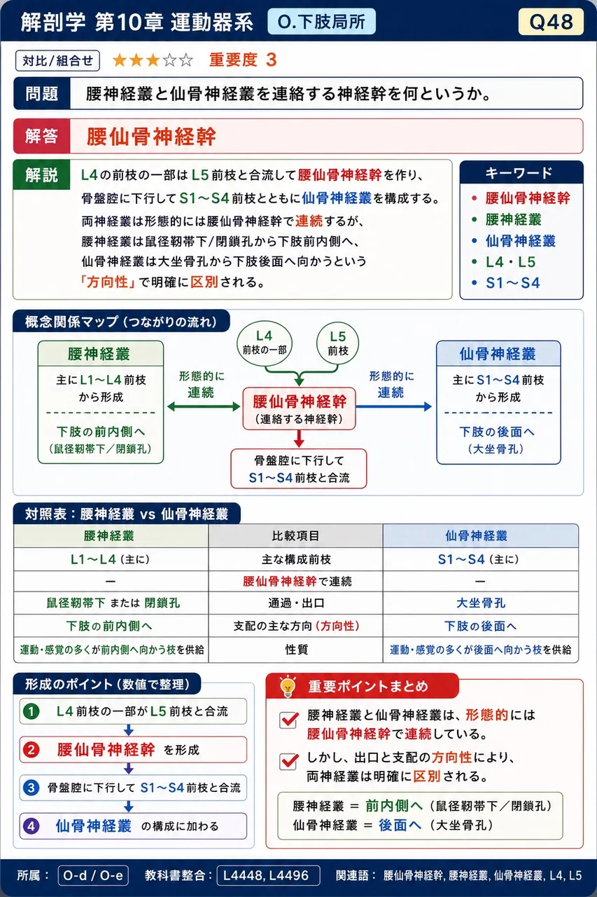 腰神経叢と仙骨神経叢を連絡する神経幹を何というか。 解説図