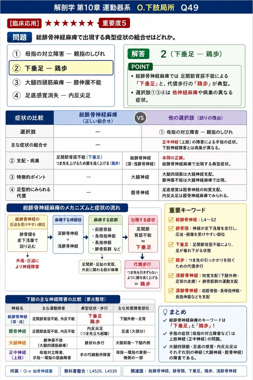 総腓骨神経麻痺で出現する典型症状の組合せはどれか。 解説図