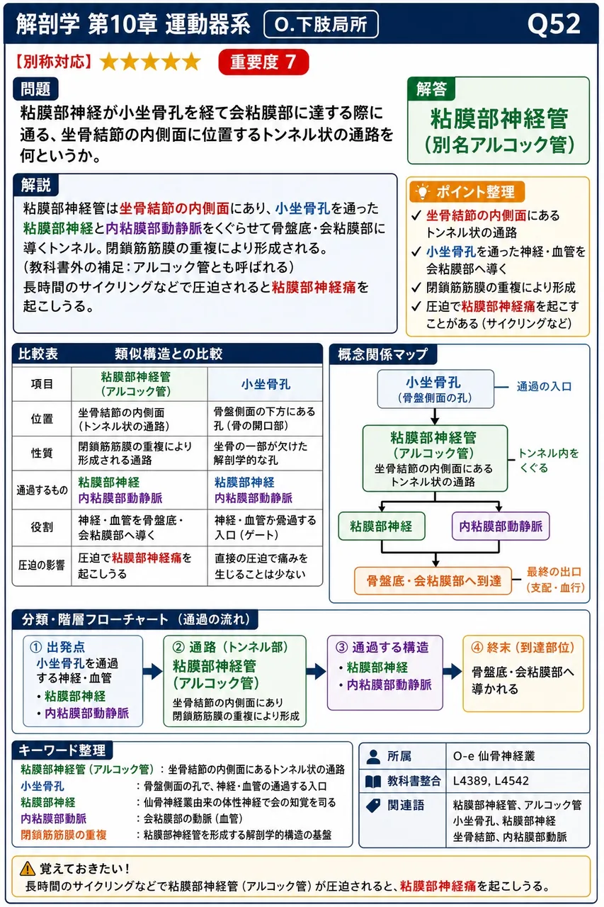 陰部神経が小坐骨孔を経て会陰部に達する際に通る、坐骨結節の内側面に位置するトンネル状の通路を何というか。 解説図