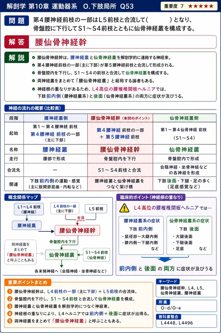 第4腰神経前枝の一部はL5前枝と合流して( )となり、骨盤腔に下行してS1〜S4前枝とともに仙骨神経叢を構成する。 解説図