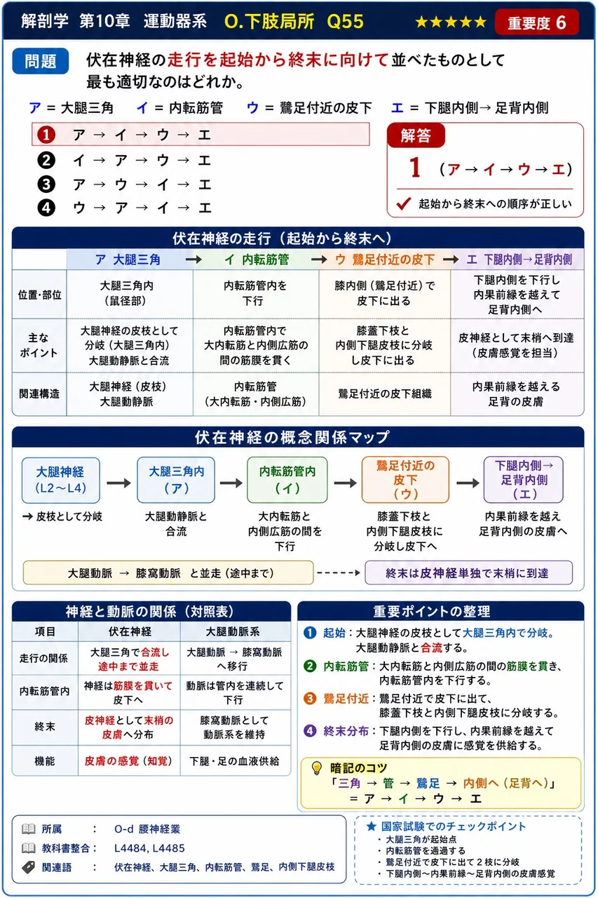 伏在神経の走行を起始から終末に向けて並べたものとして最も適切なのはどれか。 ア=大腿三角 イ=内転筋管 ウ=鵞足付近の皮下 エ=下腿内側→足背内側 解説図
