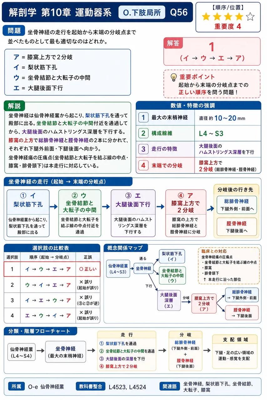 坐骨神経の走行を起始から末端の分岐点まで並べたものとして最も適切なのはどれか。 ア=膝窩上方で2分岐 イ=梨状筋下孔 ウ=坐骨結節と大転子の中間 エ=大腿後面下行 解説図