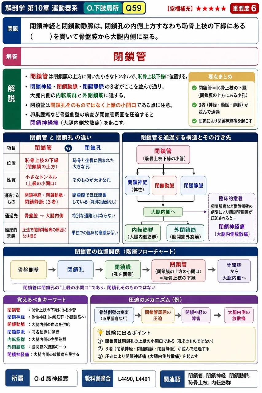 閉鎖神経と閉鎖動静脈は、閉鎖孔の内側上方すなわち恥骨上枝の下縁にある( )を貫いて骨盤腔から大腿内側に至る。 解説図