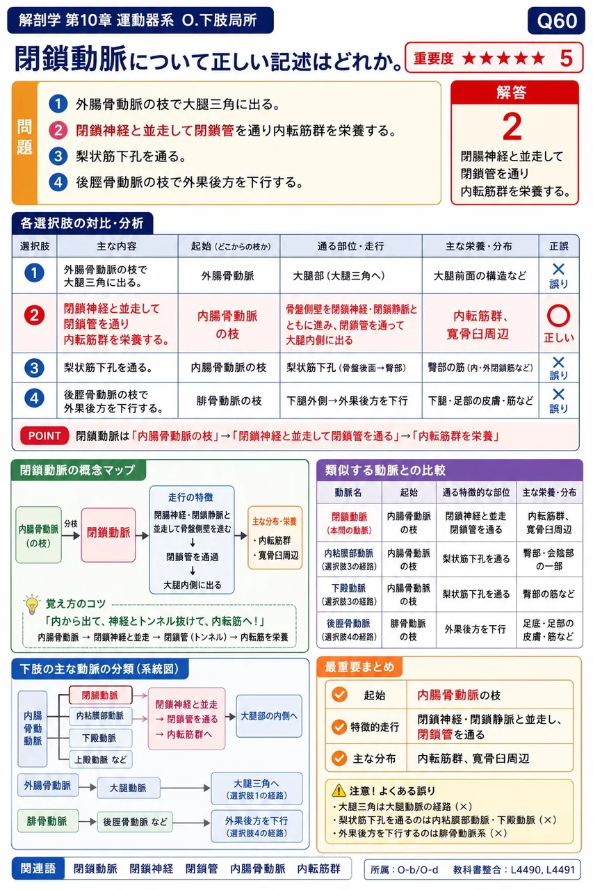 閉鎖動脈について正しい記述はどれか。 解説図