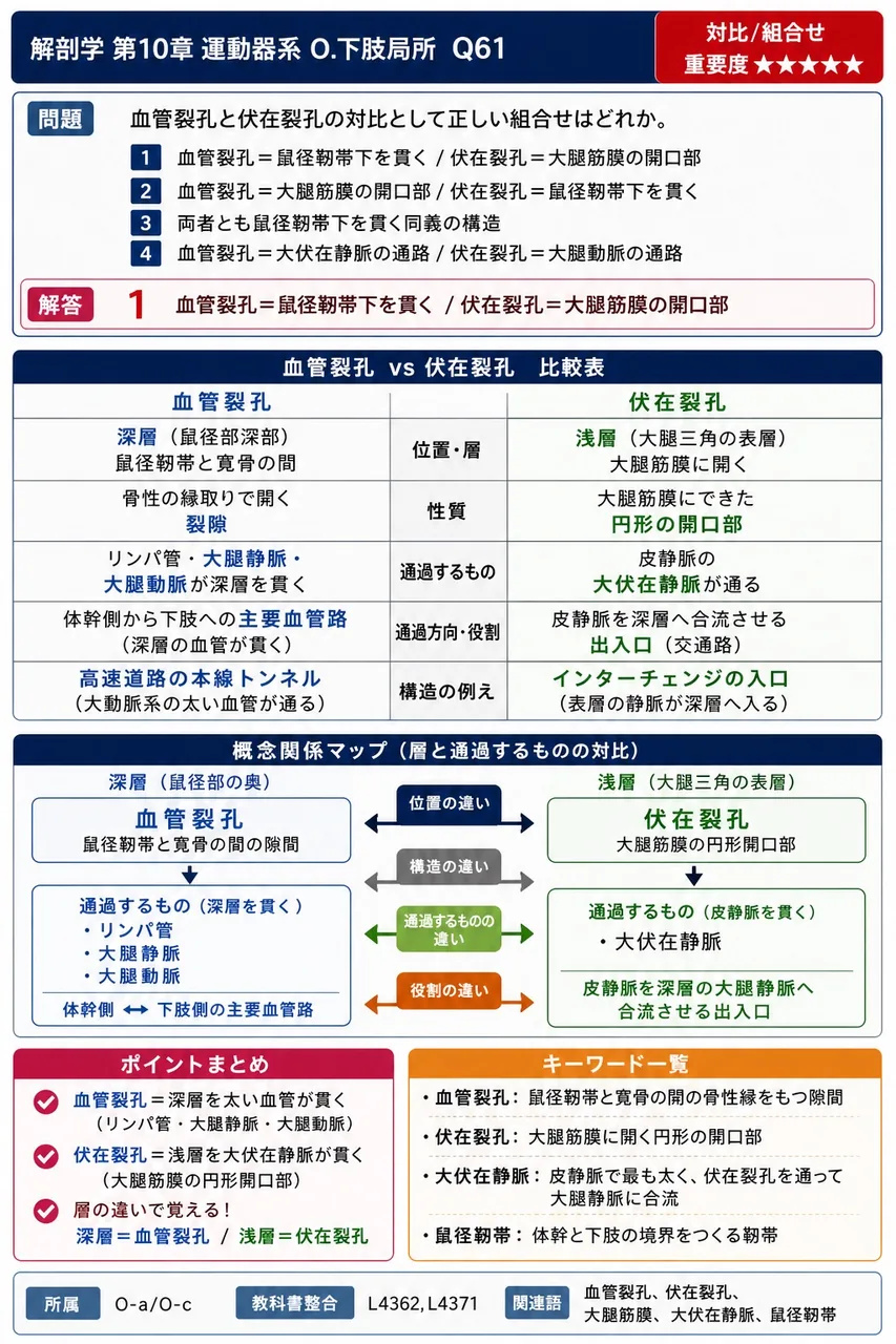 血管裂孔と伏在裂孔の対比として正しい組合せはどれか。 解説図